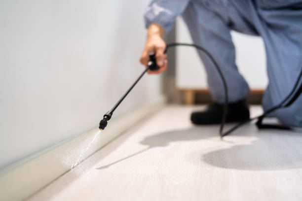 Professional exterminator conducting IPM assessment in East End