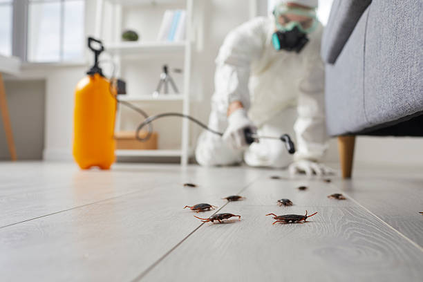 Commercial Kitchen Cockroach Control in East End